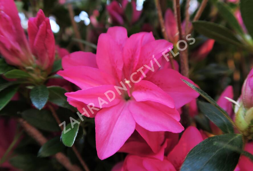 Azalka japonská 'Roza' - Azalea japonica 'Roza'