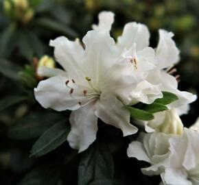 Azalka japonská 'Adonis' - Azalea japonica 'Adonis'