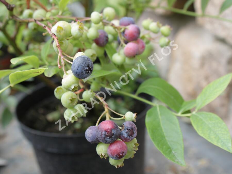 Borůvka chocholičnatá, kanadská borůvka 'Bluegold' - Vaccinium corymbosum 'Bluegold'