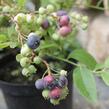 Borůvka chocholičnatá, kanadská borůvka 'Bluegold' - Vaccinium corymbosum 'Bluegold'