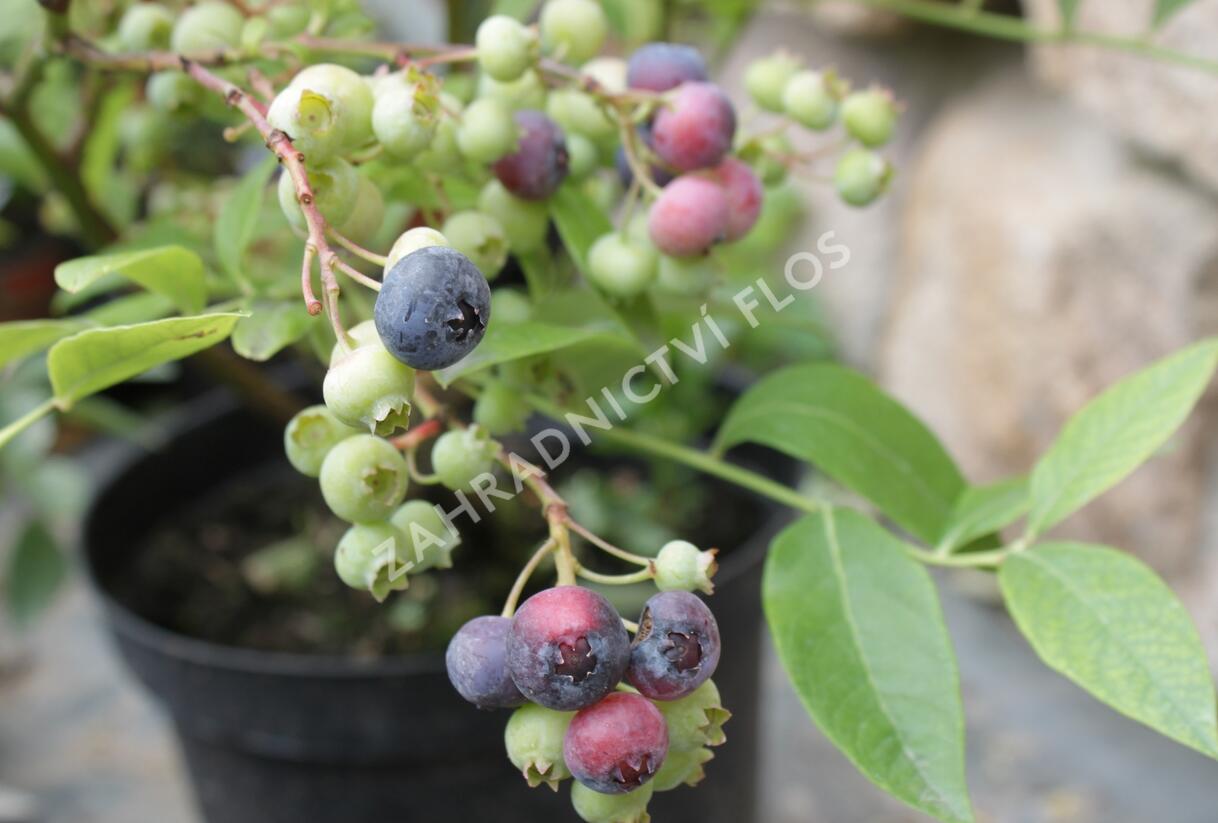 Borůvka chocholičnatá, kanadská borůvka 'Bluegold' - Vaccinium corymbosum 'Bluegold'