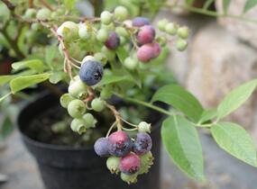 Borůvka chocholičnatá, kanadská borůvka 'Bluegold' - Vaccinium corymbosum 'Bluegold'