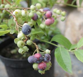 Borůvka chocholičnatá, kanadská borůvka 'Bluegold' - Vaccinium corymbosum 'Bluegold'