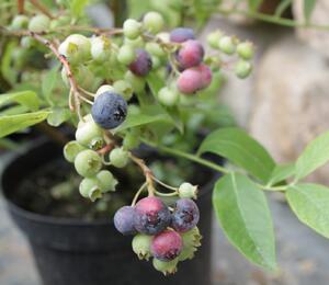 Borůvka chocholičnatá, kanadská borůvka 'Bluegold' - Vaccinium corymbosum 'Bluegold'