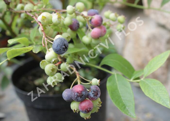 Borůvka chocholičnatá, kanadská borůvka 'Bluegold' - Vaccinium corymbosum 'Bluegold'