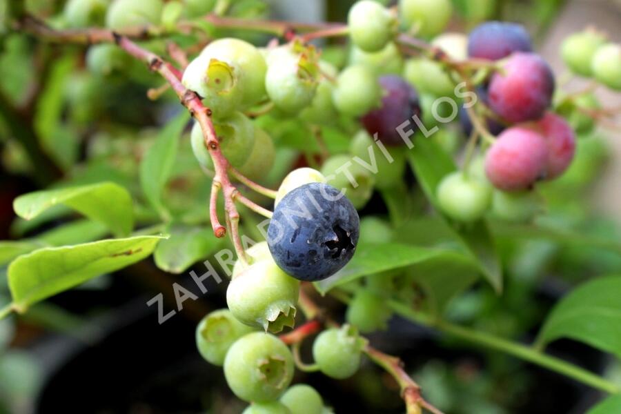 Borůvka chocholičnatá, kanadská borůvka 'Bluegold' - Vaccinium corymbosum 'Bluegold'