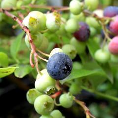 Borůvka chocholičnatá, kanadská borůvka 'Bluegold' - Vaccinium corymbosum 'Bluegold'