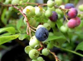 Borůvka chocholičnatá, kanadská borůvka 'Bluegold' - Vaccinium corymbosum 'Bluegold'