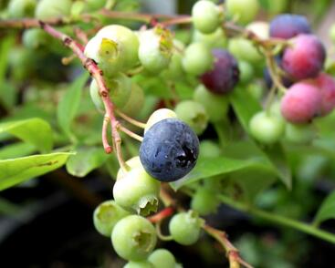 Borůvka chocholičnatá, kanadská borůvka 'Bluegold'