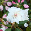 Pěnišník 'Virginia Richards' - Rhododendron (T) 'Virginia Richards'