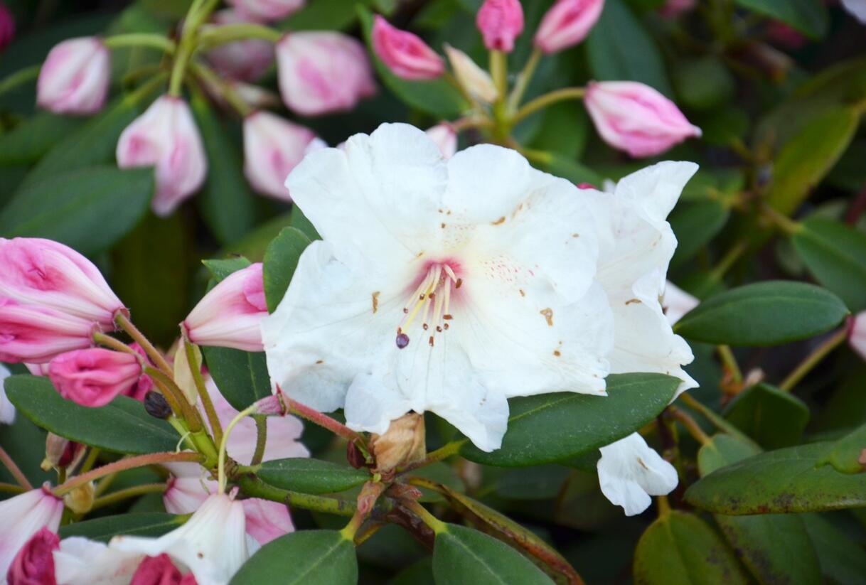 Pěnišník 'Virginia Richards' - Rhododendron (T) 'Virginia Richards'