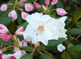Pěnišník 'Virginia Richards' - Rhododendron (T) 'Virginia Richards'