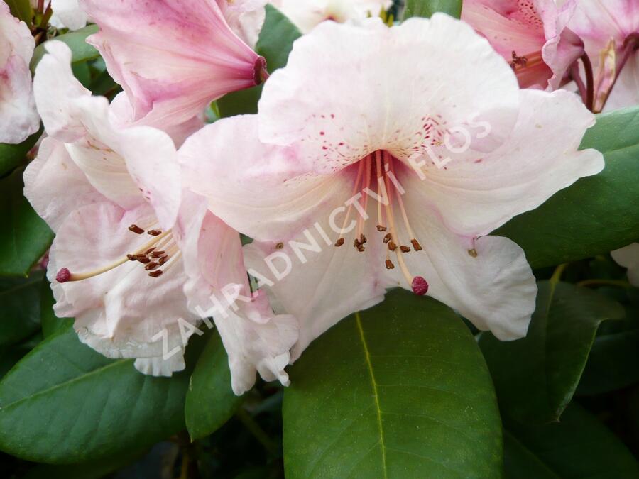 Pěnišník 'Virginia Richards' - Rhododendron (T) 'Virginia Richards'