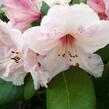 Pěnišník 'Virginia Richards' - Rhododendron (T) 'Virginia Richards'
