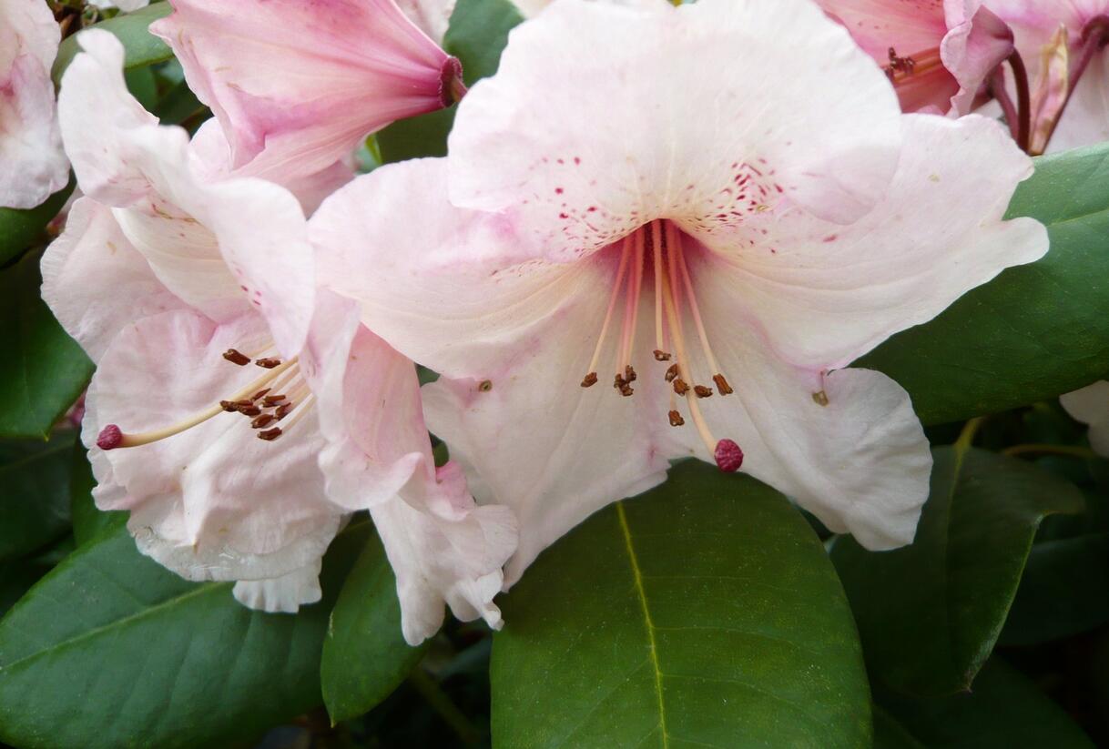 Pěnišník 'Virginia Richards' - Rhododendron (T) 'Virginia Richards'