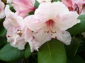 Pěnišník 'Virginia Richards' - Rhododendron (T) 'Virginia Richards'