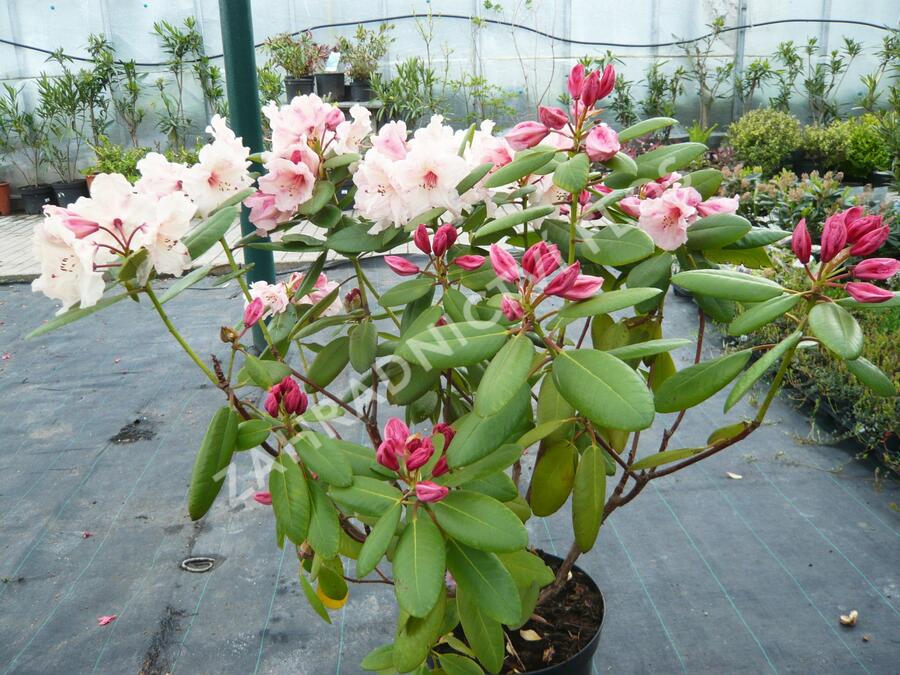 Pěnišník 'Virginia Richards' - Rhododendron (T) 'Virginia Richards'