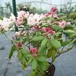 Pěnišník 'Virginia Richards' - Rhododendron (T) 'Virginia Richards'