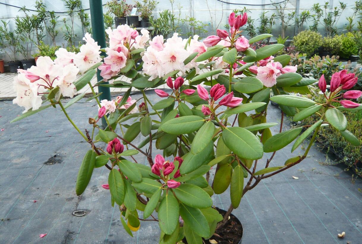 Pěnišník 'Virginia Richards' - Rhododendron (T) 'Virginia Richards'