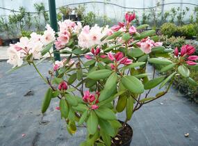 Pěnišník 'Virginia Richards' - Rhododendron (T) 'Virginia Richards'