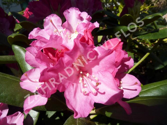Pěnišník 'Polaris' - Rhododendron (Y) 'Polaris'