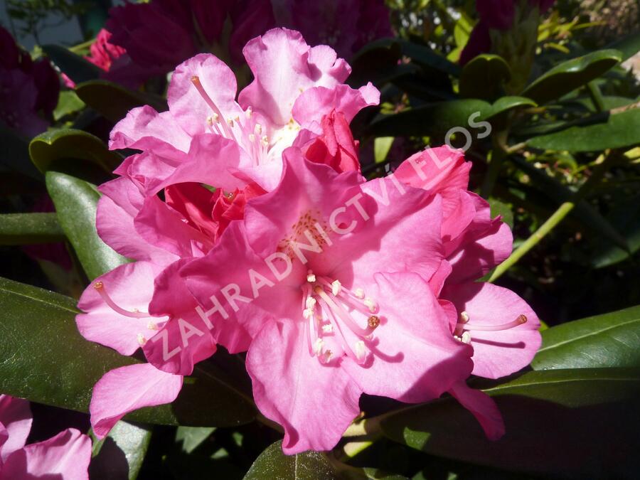 Pěnišník 'Polaris' - Rhododendron (Y) 'Polaris'