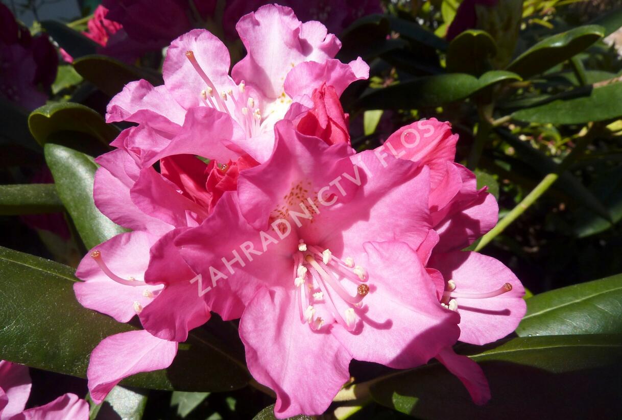 Pěnišník 'Polaris' - Rhododendron (Y) 'Polaris'