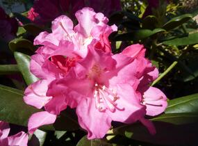 Pěnišník 'Polaris' - Rhododendron (Y) 'Polaris'