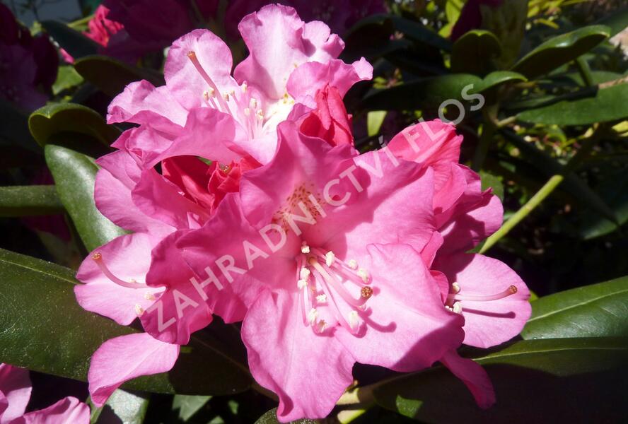 Pěnišník 'Polaris' - Rhododendron (Y) 'Polaris'