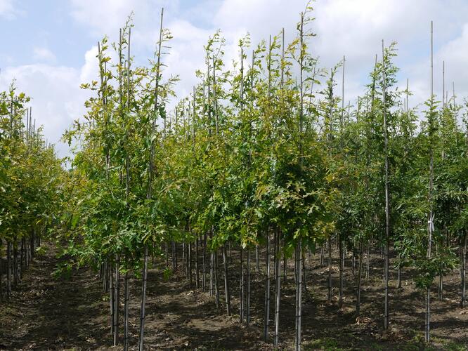 Dub bahenní - Quercus palustris