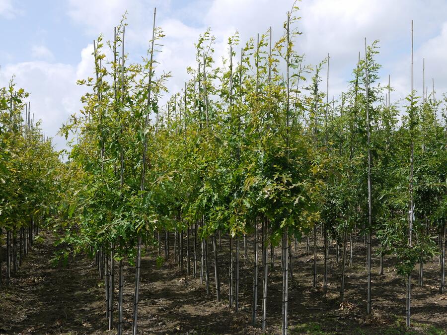 Dub bahenní - Quercus palustris