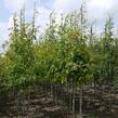 Dub bahenní - Quercus palustris