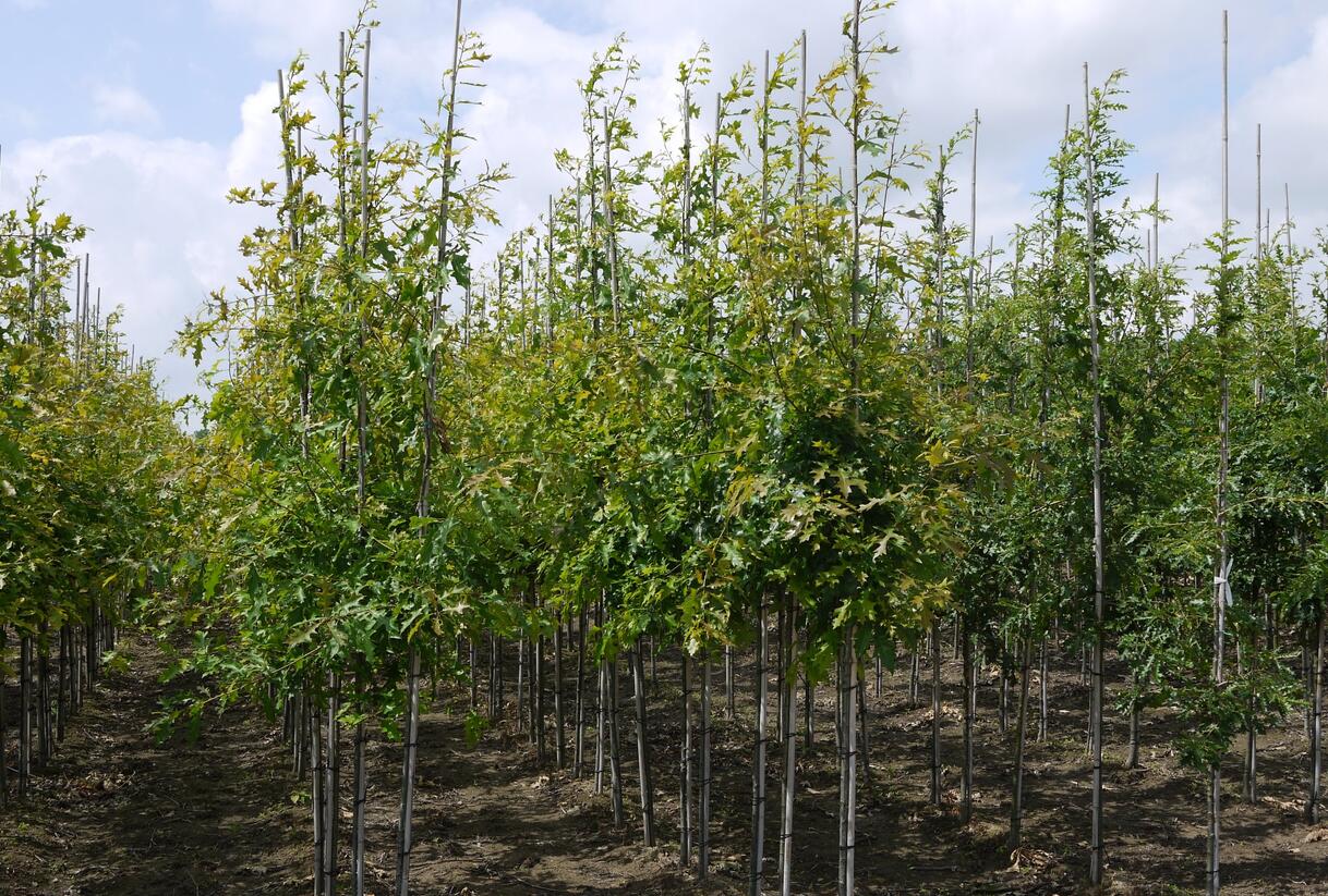 Dub bahenní - Quercus palustris