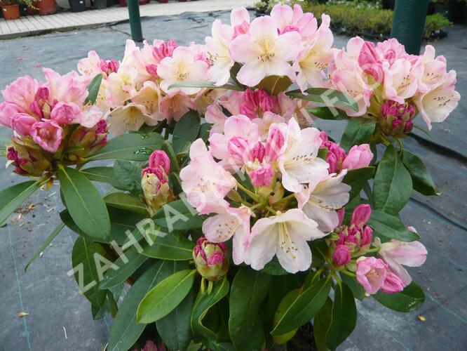 Pěnišník 'Percy Wiseman' - Rhododendron (Y) 'Percy Wiseman'