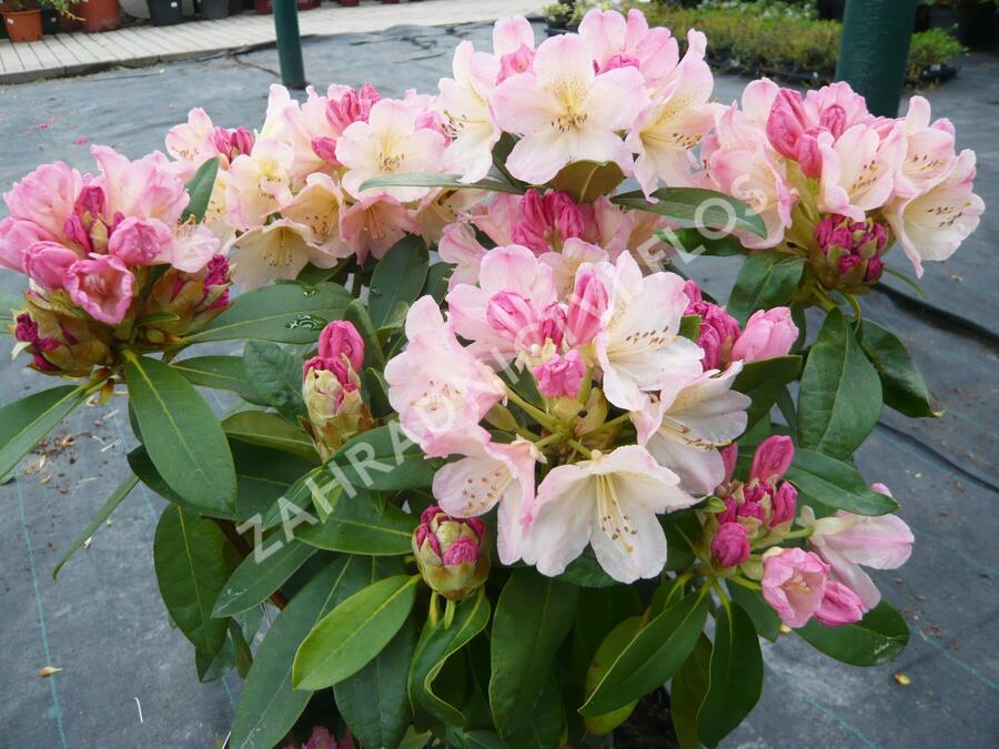 Pěnišník 'Percy Wiseman' - Rhododendron (Y) 'Percy Wiseman'