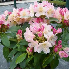 Pěnišník 'Percy Wiseman' - Rhododendron (Y) 'Percy Wiseman'