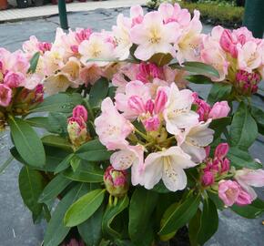 Pěnišník 'Percy Wiseman' - Rhododendron (Y) 'Percy Wiseman'