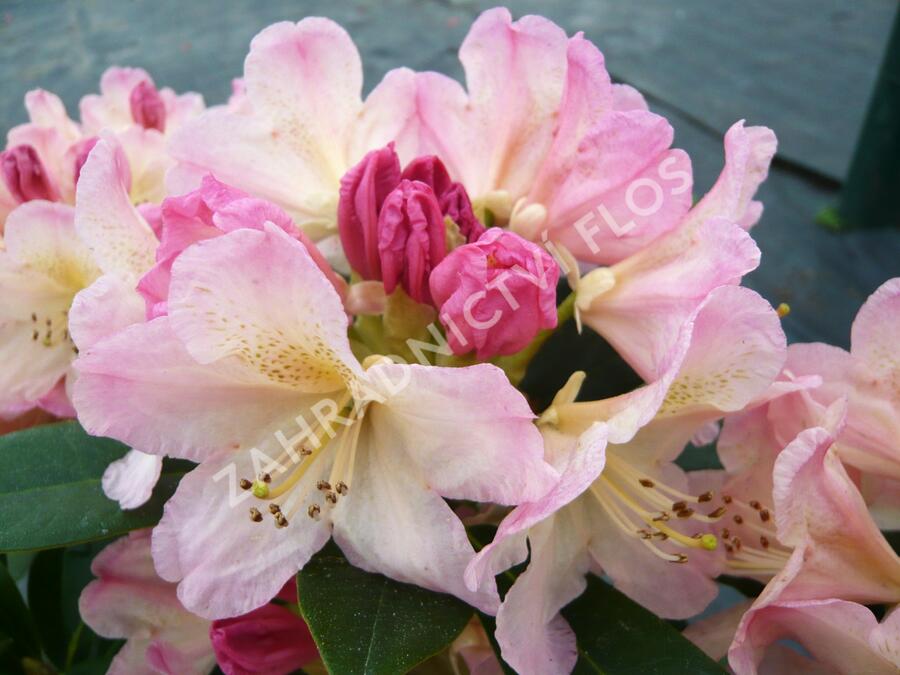 Pěnišník 'Percy Wiseman' - Rhododendron (Y) 'Percy Wiseman'