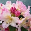 Pěnišník 'Percy Wiseman' - Rhododendron (Y) 'Percy Wiseman'