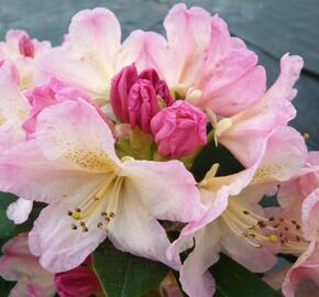 Pěnišník 'Percy Wiseman' - Rhododendron (Y) 'Percy Wiseman'