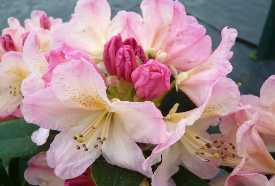 Pěnišník 'Percy Wiseman' - Rhododendron (Y) 'Percy Wiseman'
