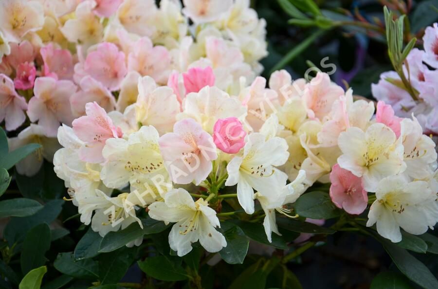 Pěnišník 'Percy Wiseman' - Rhododendron (Y) 'Percy Wiseman'