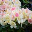 Pěnišník 'Percy Wiseman' - Rhododendron (Y) 'Percy Wiseman'