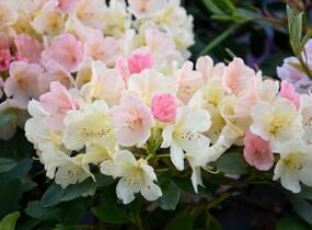 Pěnišník 'Percy Wiseman' - Rhododendron (Y) 'Percy Wiseman'
