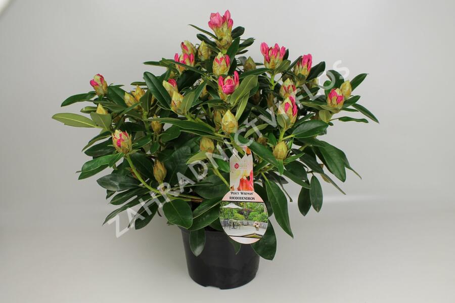 Pěnišník 'Percy Wiseman' - Rhododendron (Y) 'Percy Wiseman'