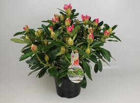 Pěnišník 'Percy Wiseman' - Rhododendron (Y) 'Percy Wiseman'