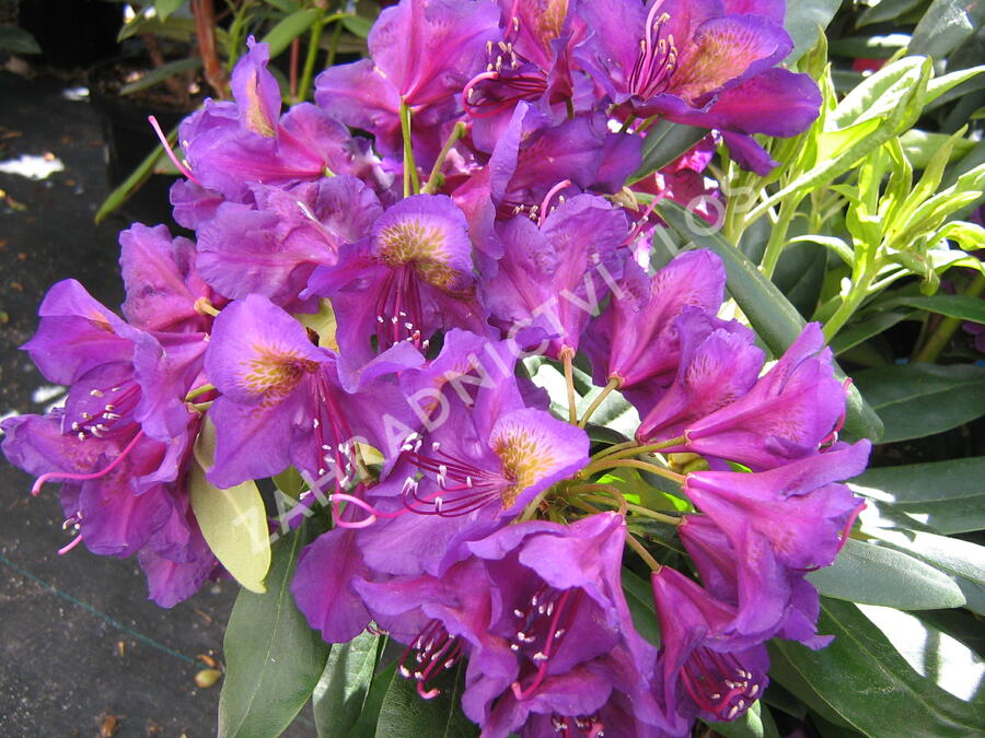 Pěnišník 'Marcel Menard' - Rhododendron (T) 'Marcel Menard'