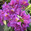 Pěnišník 'Marcel Menard' - Rhododendron (T) 'Marcel Menard'