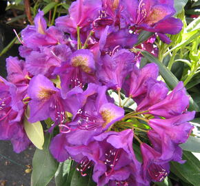 Pěnišník 'Marcel Menard' - Rhododendron (T) 'Marcel Menard'