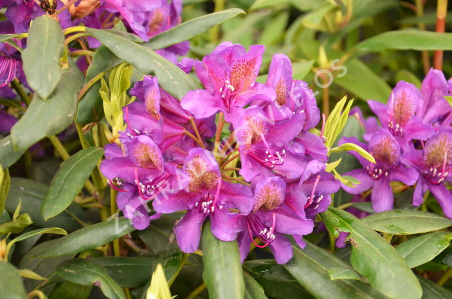 Pěnišník 'Marcel Menard' - Rhododendron (T) 'Marcel Menard'